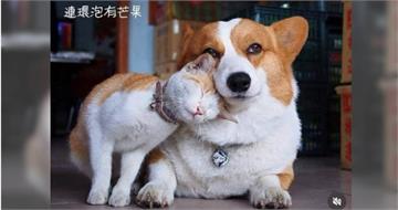 網紅不當飼養1／悼念失蹤貓惹議　「連環泡有芒果」被控長年放養
