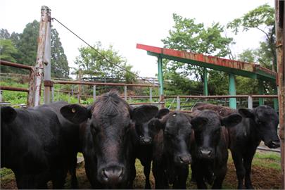 牛牛掰掰！清境農場出售22頭安格斯牛　結束一甲子飼養牛業原因曝光
