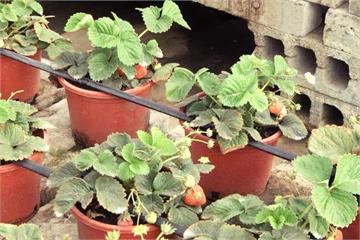 荒廢屋頂經營400坪大果園 天天產草莓