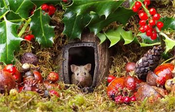 暖男生態攝影師《Simon Dell》在後花園遇見野生的鼠鼠一家，幫蓋超夢幻童話風格小村莊