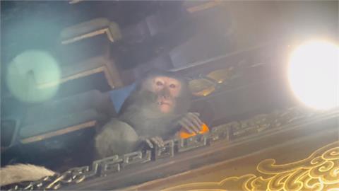 不速之客！猴子大軍入侵南投受天宮　跳上桌狂吃供品