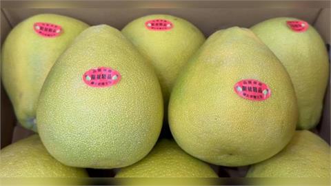 斗六文旦挺過颱風重創　甜度品質佳且不漲價