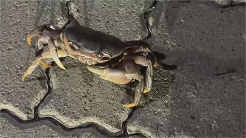 過馬路走斑馬線還看燈號　「這隻螃蟹」比人還守法