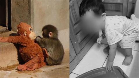 小𤠣子Panchi讓全球心碎！郁方反問「那剴剴呢」？痛斥兒福為1事護航陳尚潔