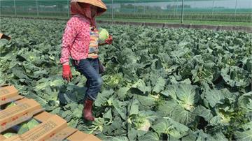 台灣農產外銷再突破 高麗菜進軍中東杜拜