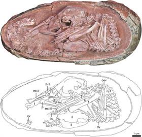 史上保存最佳「恐龍蛋」出土！研究人員：恐龍胚胎是最美化石之一