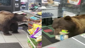 野熊闖入超商「翻箱倒櫃吃霸王餐」　店員搖頭無奈表示：謝謝光臨！