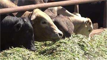 金門牛隻有救了！歐盟捐贈1萬劑牛結節疹疫苗抵達