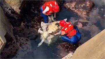 基隆外海成海龜墳場 三個月已有23隻死亡