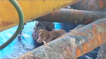 小狗漂流外海220公里 幸運被鑽油工人救起