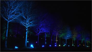超美！宜蘭落羽松秘境 百顆LED打造燈光秀