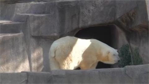 北美人工飼育最高齡！健康惡化園方安樂死　「北極熊瑞」享年36歲