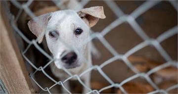 上帝創造狗是給人吃的！雅加達防疫禁令「禁售狗貓肉」　違者恐吊照引發民怨