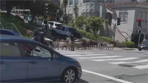 「吃草大隊」集體翹班　35隻山羊攻佔舊金山街道