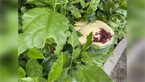 新北蘆洲「這路」樹木出現爆紅蟲大軍！「密密麻麻畫面曝光」農業局說話了