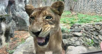 壽山動物園獅群最溫柔守護者 非洲獅「大姊」高齡癌逝!園方不捨