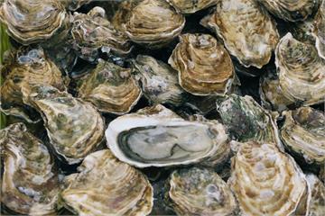 越南牡蠣「變身」台灣東石　盤商遭判刑4月