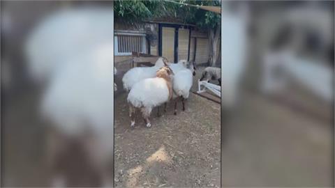 以國防空警報狂響！　農場員工「陷人性掙扎」救自己還是救動物