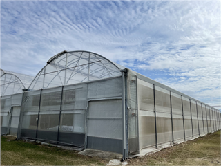 受天災蟲害威脅的李子產量有解方了！苗栗場導入改良式溫室栽培技術  大幅提昇果實風味