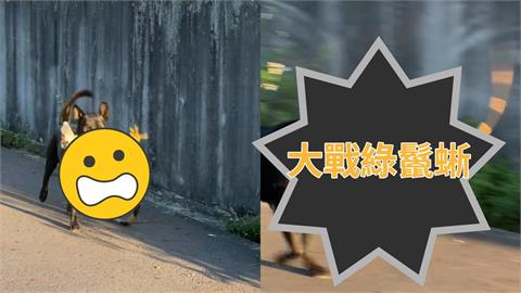 台南歐告 PK .酷斯拉僅花10秒K.O牠！戰後「叼嘴狂奔」炫耀影片曝光