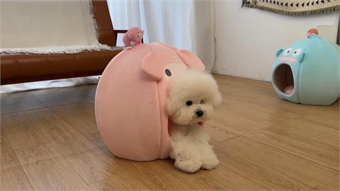 比熊犬兄弟廣告接不完！　生活堪比大明星美美上鏡要先梳妝打扮