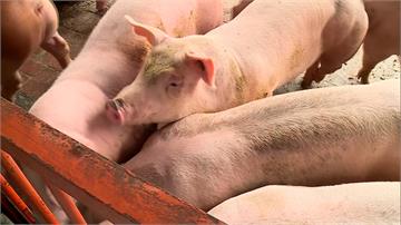 口蹄疫區有望本周除名！台灣生鮮豬肉將重返國際市場