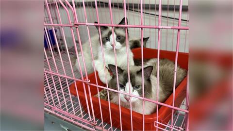 新竹非法貓繁殖場抓到了　35隻品種貓獲救
