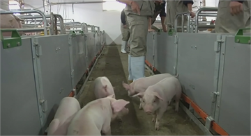 中國新型豬流感恐傳人 世衛將密切監測