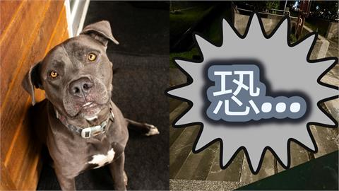 比特犬攻擊「撕咬露臟器」被目擊！飼主「雙手染紅」崩潰急送醫…驚悚過程全曝光