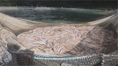 致命海藻重創智利 4200噸鮭魚缺氧死亡