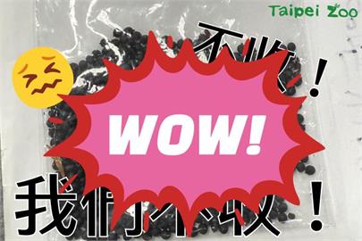 「密密麻麻狂堆疊」！台北動物園收詭異黑色籽狀物…一查真相嚇壞全網