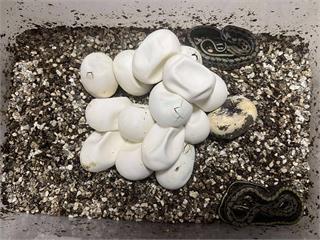 美國爬蟲日前夕傳喜訊　新北首度人工孵化黑眉錦蛇成功並野放