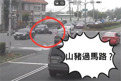 「遲到山豬」闖紅燈衝國小　驚險17秒畫面曝光…網笑：牠這節有課？