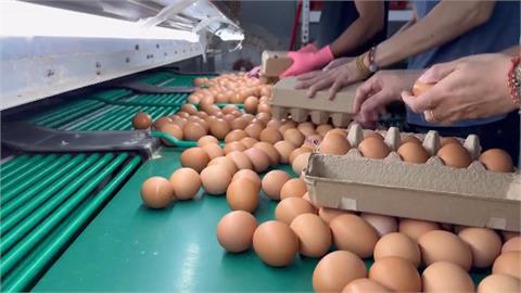 解蛋荒！國內進口33萬隻蛋種雞　蛋農憂本土雞蛋過剩