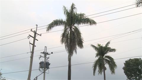 「大王椰子樹」枯枝掉落　電箱爆炸害校園大停電
