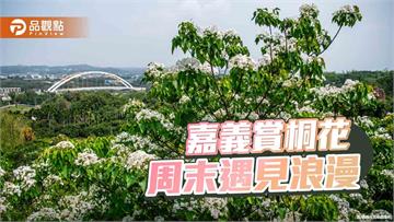 桐花盛開迎幸福！嘉義市「花見幸福‧抵嘉桐聚」週末浪漫登場