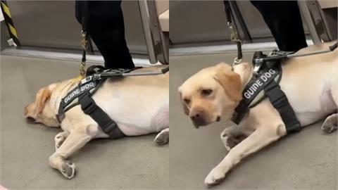 導盲犬躺車廂休息聽廣播喊「6關鍵字」秒起身工作！網見背影全鼻酸