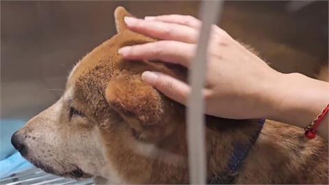 減速後又踩油門！失明老狗遭車輛輾過　飼主：駕駛怎麼可能沒感覺