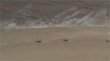 澳洲史上最慘！近500頭鯨魚擱淺 380頭已身亡