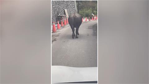 擎天崗水牛進入社區覓食　破壞農田在馬路上流浪