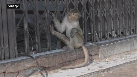 泰國潑猴太猖狂！　搶食攻擊遊客　當局出手「造冊列管」