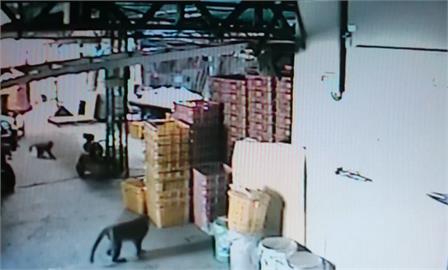 獼猴群大鬧果農工寮　狂吃成熟果實損失慘