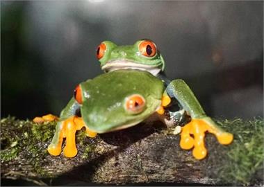 紅眼樹蛙繁殖力驚人！　被北市動物園戲稱「最會生的男人」