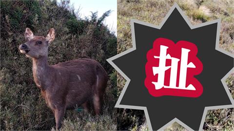 「奇萊山獸神」遭獵殺鹿茸遭鋸！山友怒炸曬「2彈孔照片」官方不忍出手了