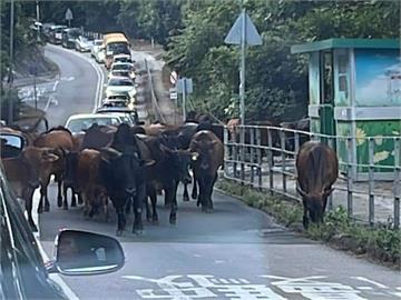 香港馬路驚見50頭牛散步！畫面曝光網笑：真的「大牛」在辦車聚？