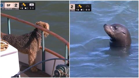 MLB(影)／世仇對決變「動物星球」！　海獅徘徊遊艇、狗狗探頭找新朋友超萌