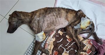狗狗煉獄1／放任300犬貓餓成皮包骨　高雄愛心狗園遭控收錢不照顧