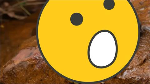 澳洲森林驚見「詭異藍色生物」！頭戴「綠帽」震驚學者：希望牠不要被吃掉