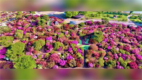 日本5月黃金週假期將至 氣候異常賞花計畫恐泡湯