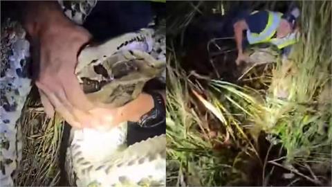 美國捕蛇人遭超巨緬甸蟒「拖行15米」！全家出手制伏91公斤怪物「影片曝光」